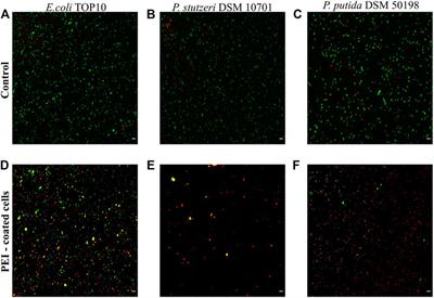 When Beneficial Biofilm on Materials Is Needed: Electrostatic Attachment of Living Bacterial Cells Induces Biofilm Formation